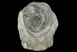 Jurassic Ammonite (Hildoceras) Fossil - England #176347-2